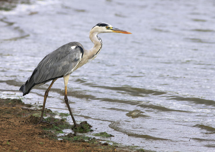 Estero Del Yugo Nature Preserve